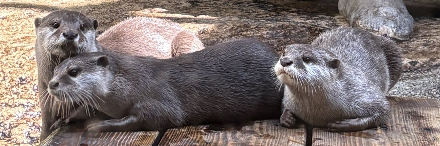 もこもこ蚕 banner