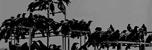 syn banner