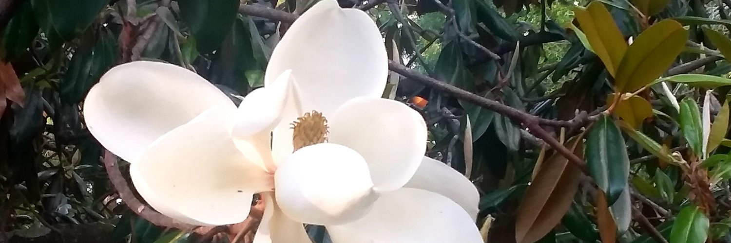 PoetsLoveBirds banner