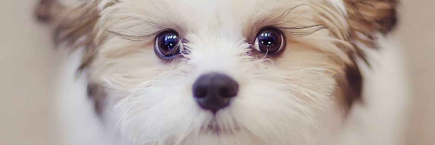 ianqenk's profile banner image