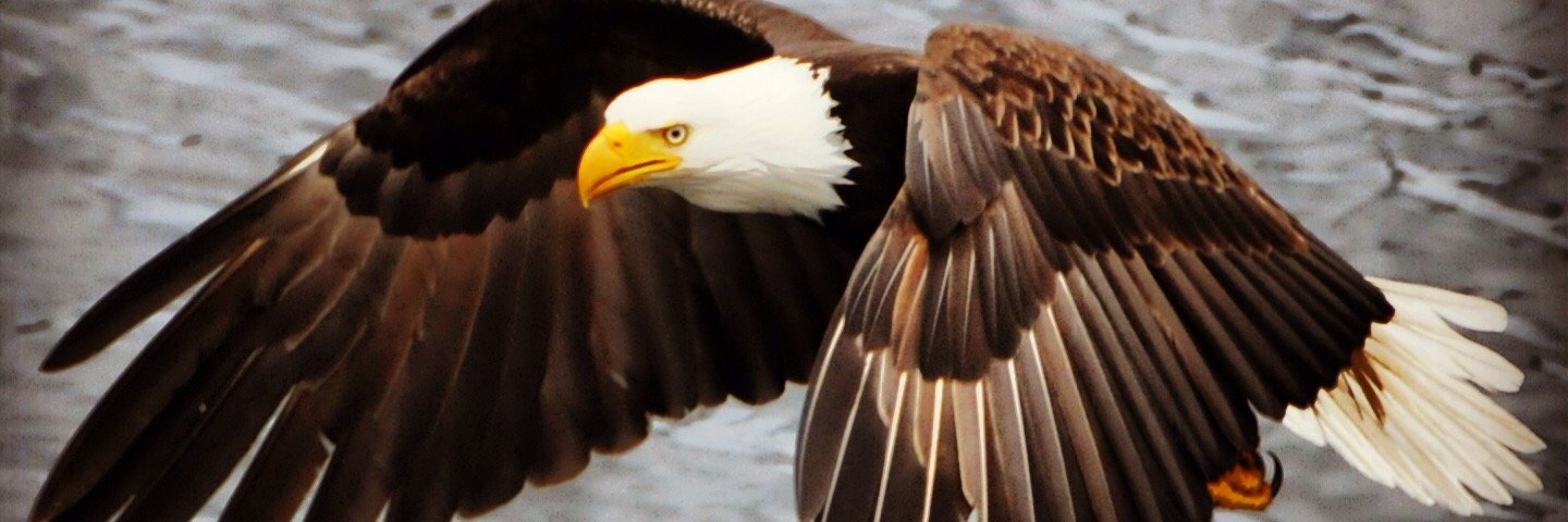 Americn_Warrior's profile banner image
