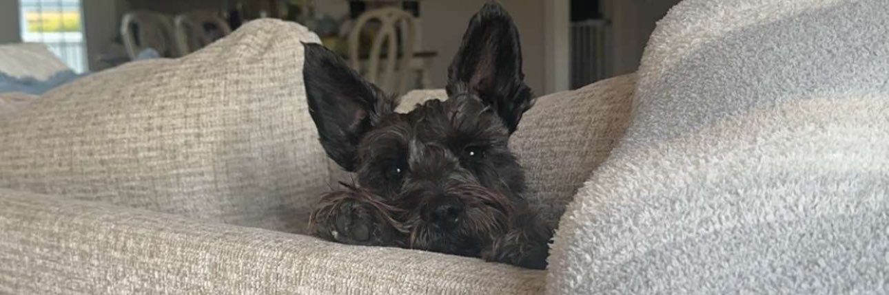 bailey jack banner