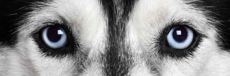 Dogs Space 🐶❤ banner