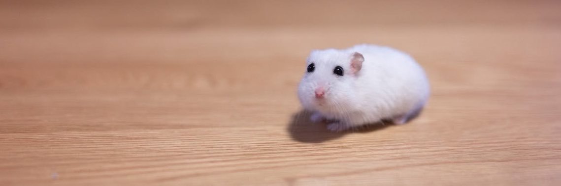 meowbeannn's profile banner image