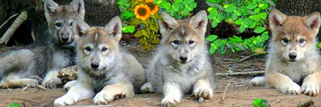 MythicWolf64's profile banner image