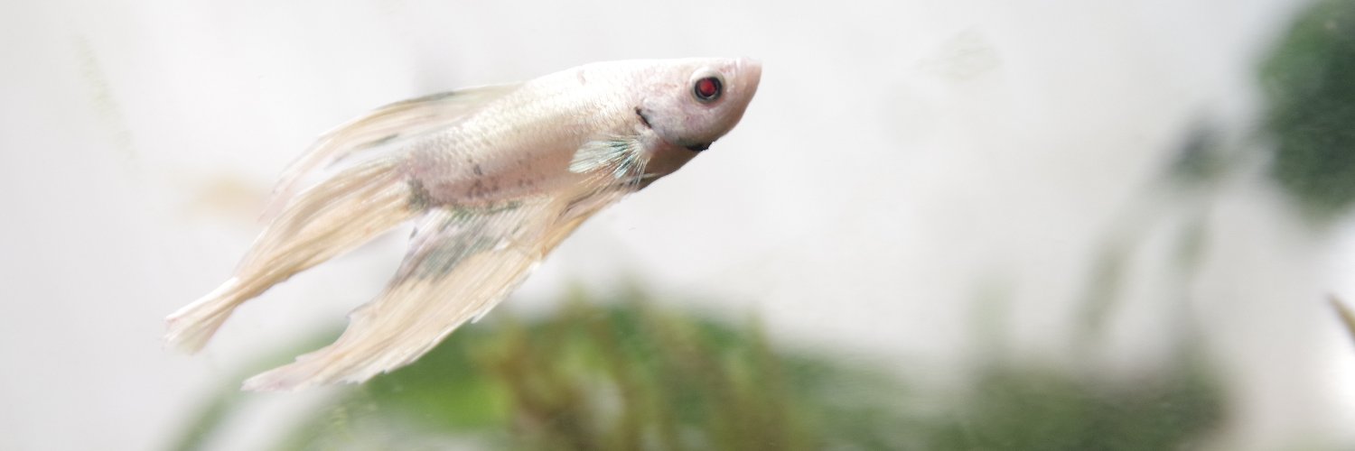 sinebalta's profile banner image