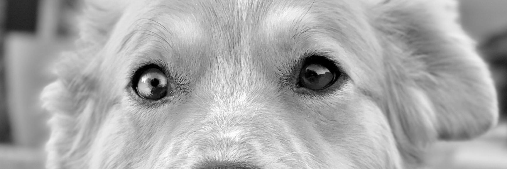 Adam Henderson banner