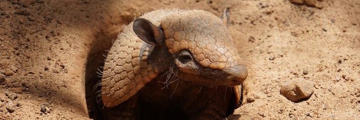armadillo's banner
