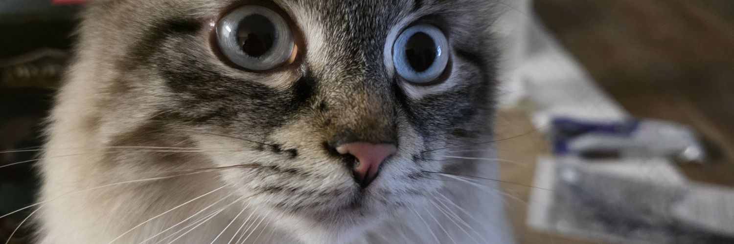 nickk banner