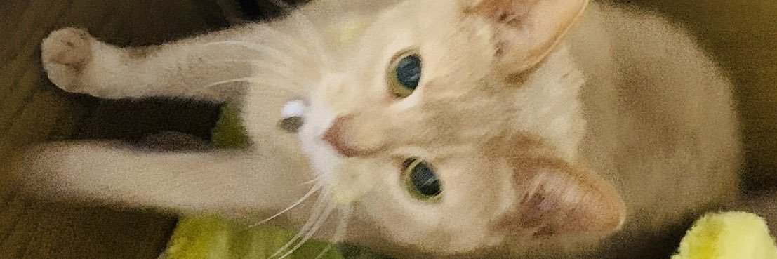 maigoELLE's profile banner image