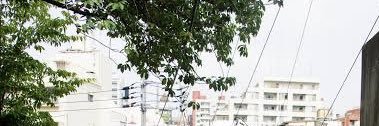 17_leaf's profile banner image