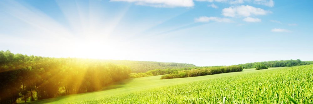 anncolingasder banner