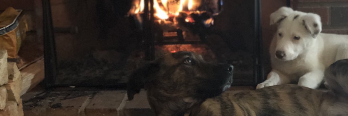 SheaStead's profile banner image