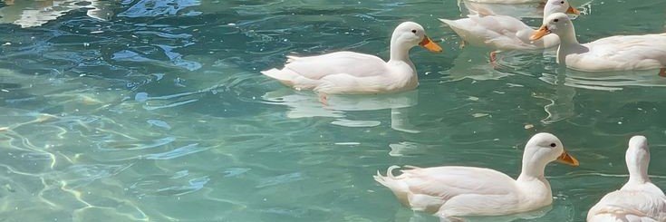 🦢 banner
