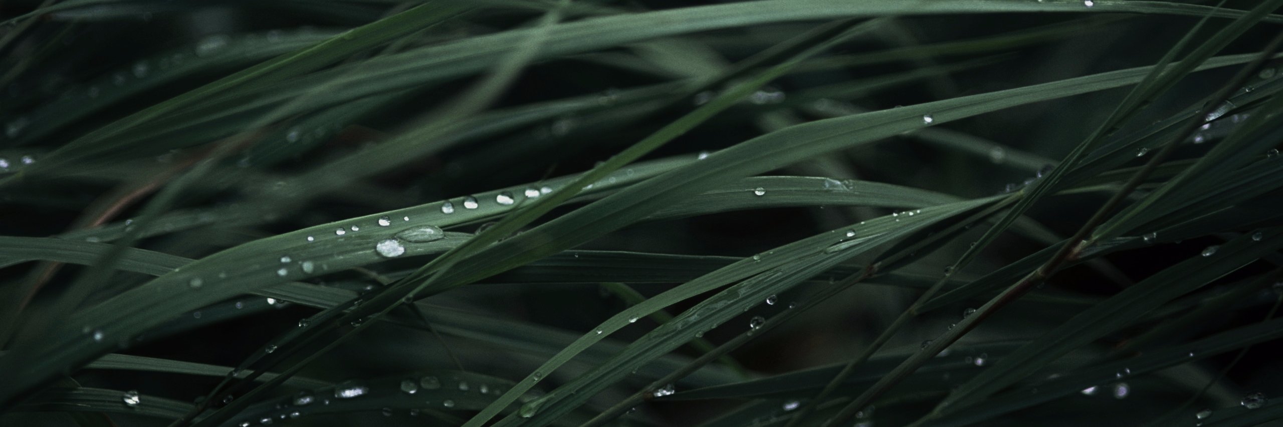 ashguines's profile banner image