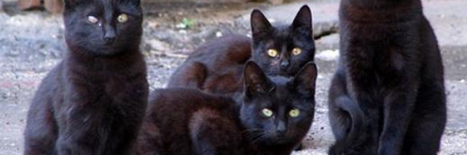black-cat-rescue-holisticrescue-twitter