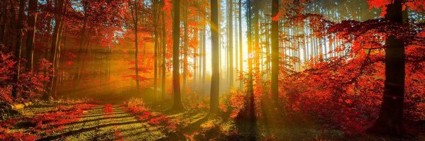 Starlight 🇵🇱🇪🇺🇦🇺 banner