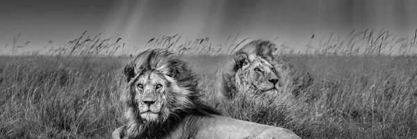 ma99112688 Profile Banner