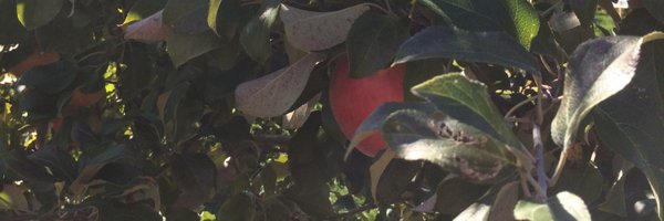 ideasinfood Profile Banner