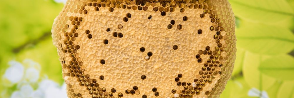 12,000 angry bees's banner