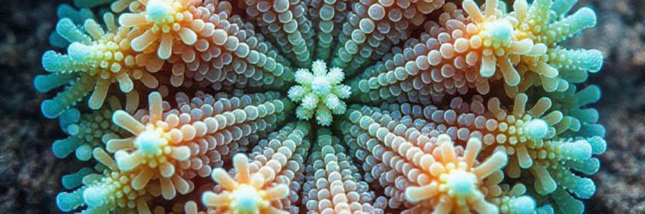 Corals's profile banner image