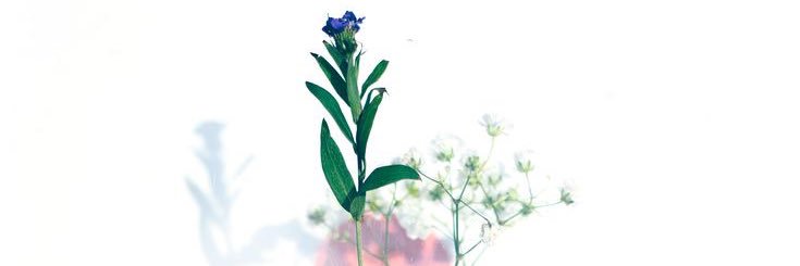 tamakolla's profile banner image