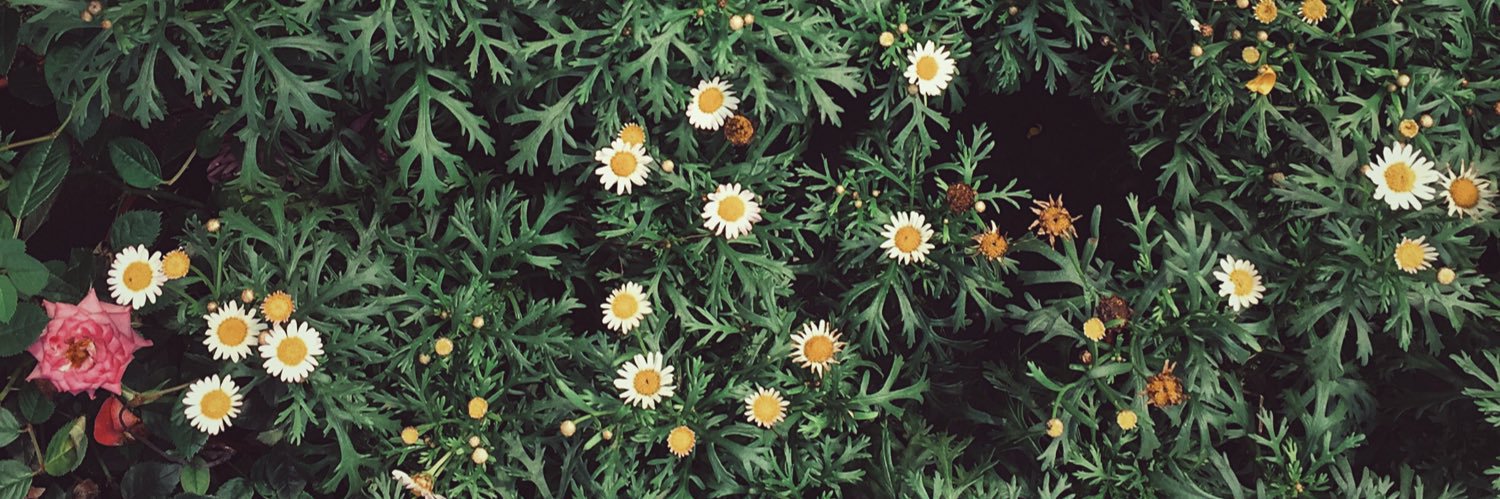 berniceomg's profile banner image