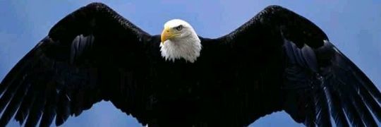 blackBeatles🥷🏿🦅 banner