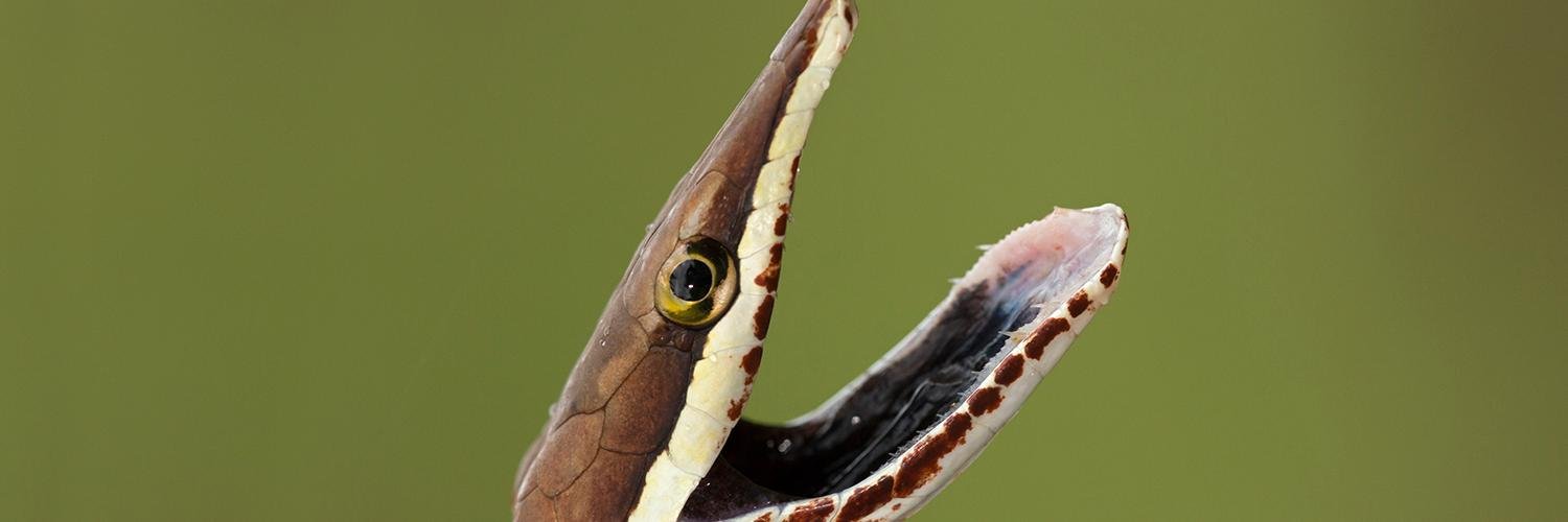 BBCEarth_WW's profile banner image