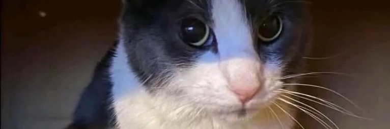 Enzo🌸🐈 (crystal🔮)'s banner