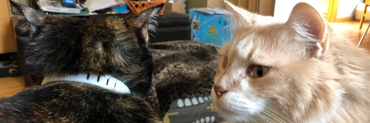 2 Crafty Cats & 1 Tortoise 🐈🐈‍⬛🐢 banner