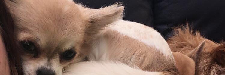 chloejacksonweb's profile banner image