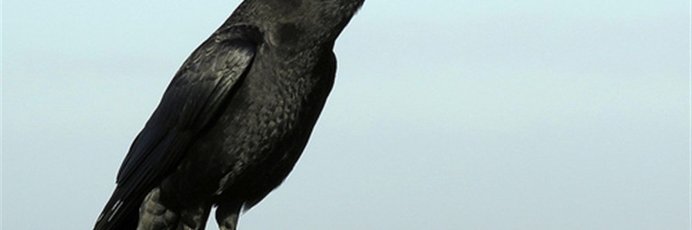 yaadajjs's profile banner image