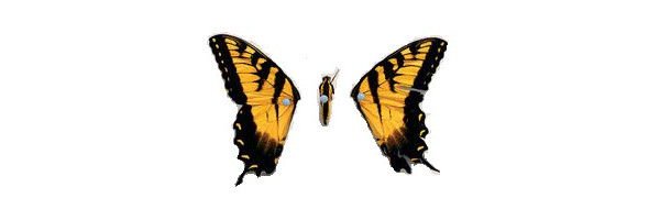 miguel banner