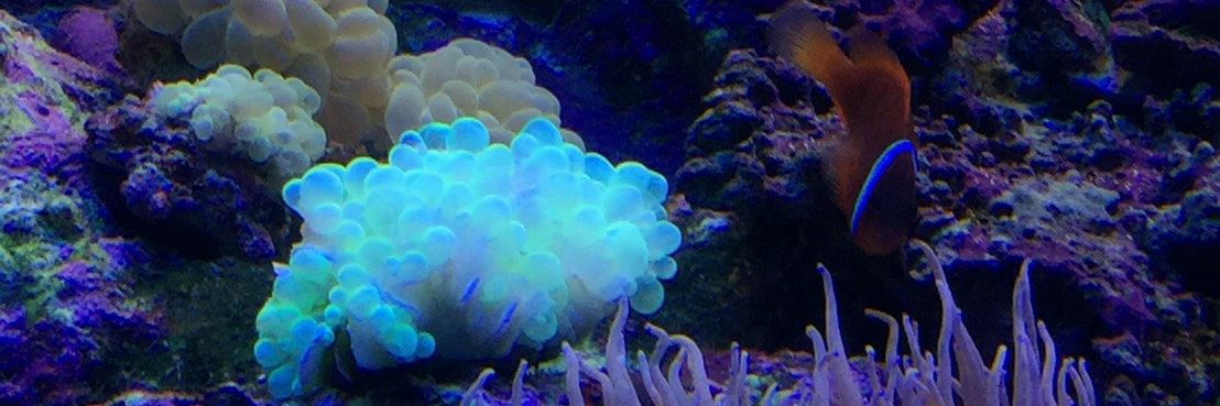 kinonoko banner