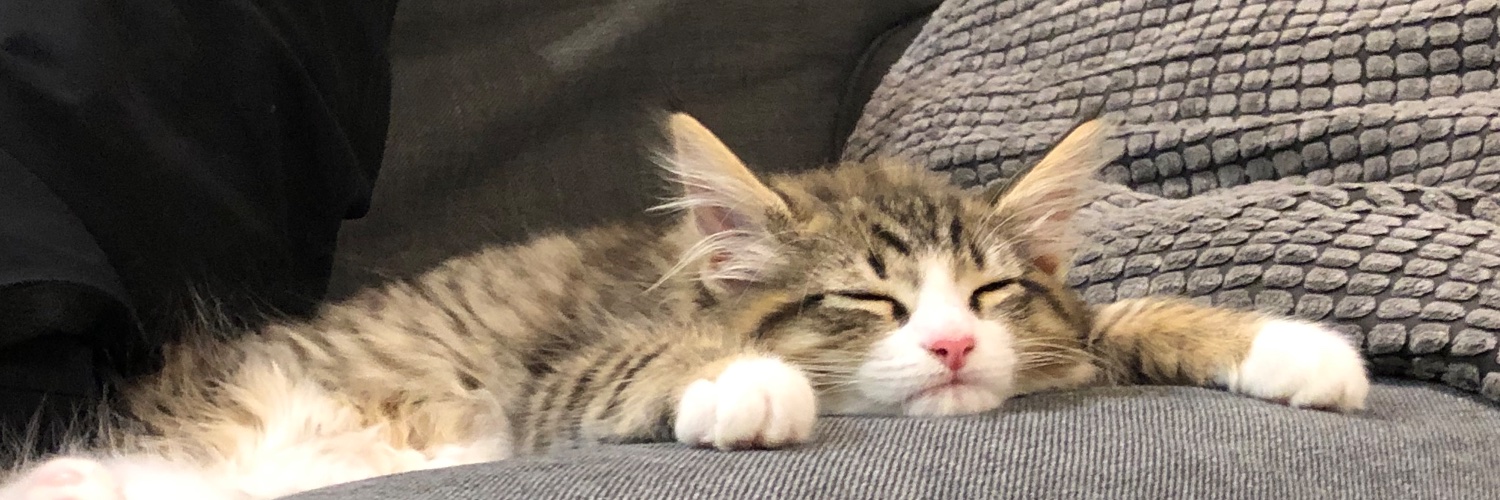 しろあん🐾でっかい北欧猫's banner