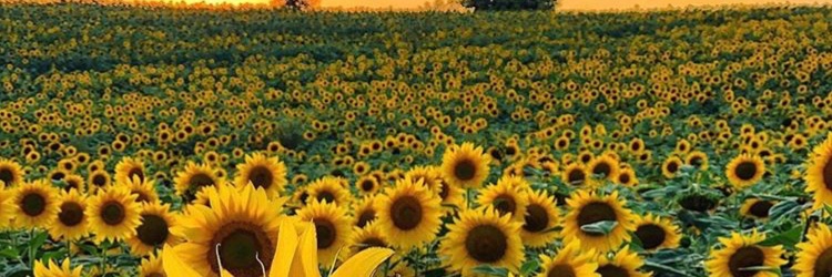 cherellechloe's profile banner image
