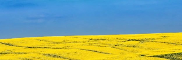 Tutanchameleon banner