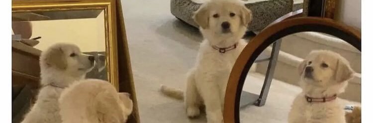 Slecksz's profile banner image