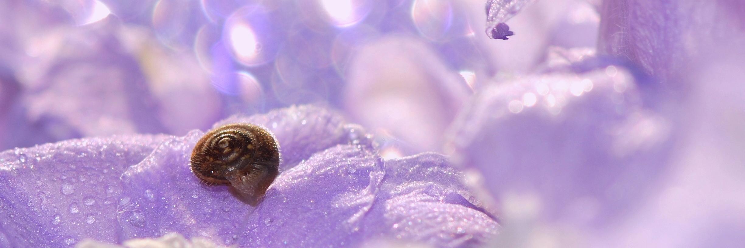 AnnaFlorangeUa's profile banner image