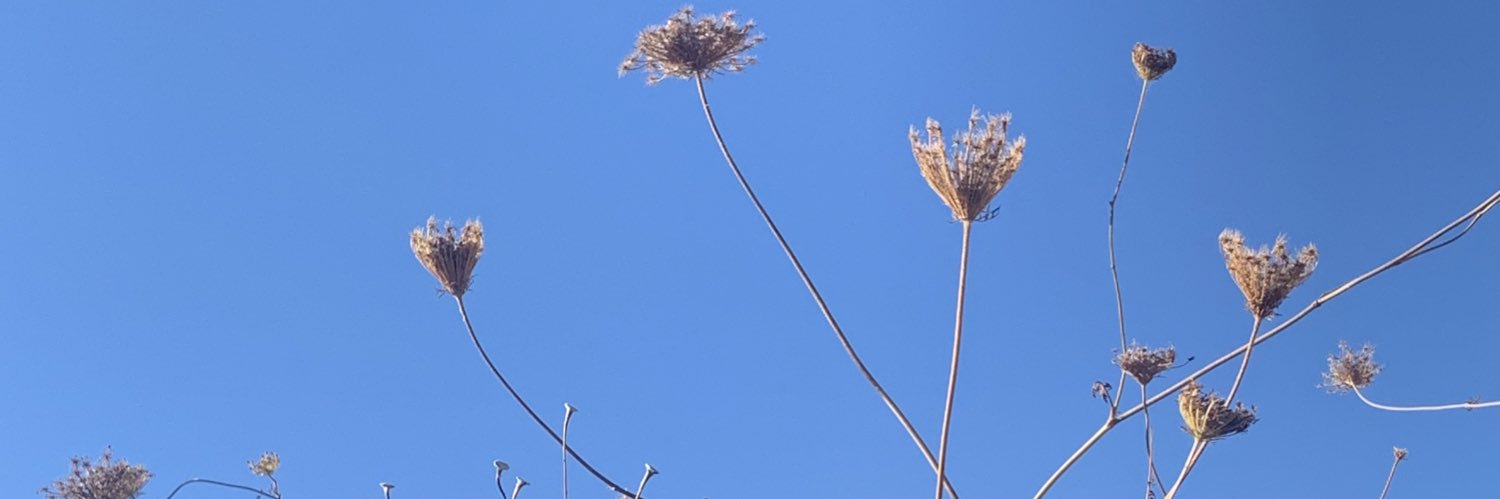 Claire Beesley banner