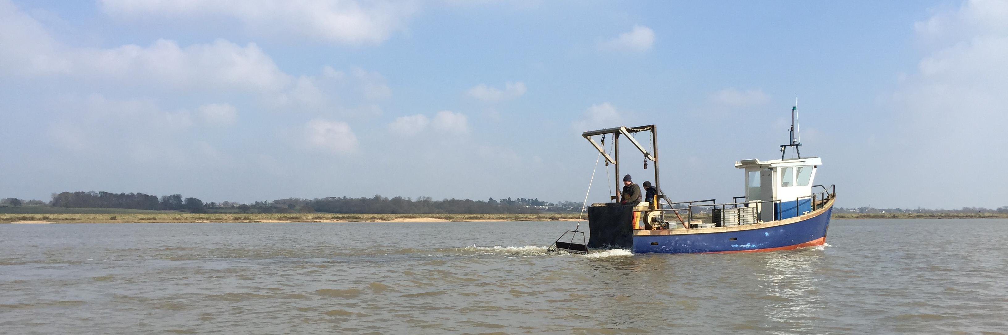 Colchester Oysters banner