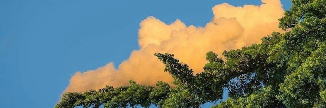 FISCAL DISCMAN banner