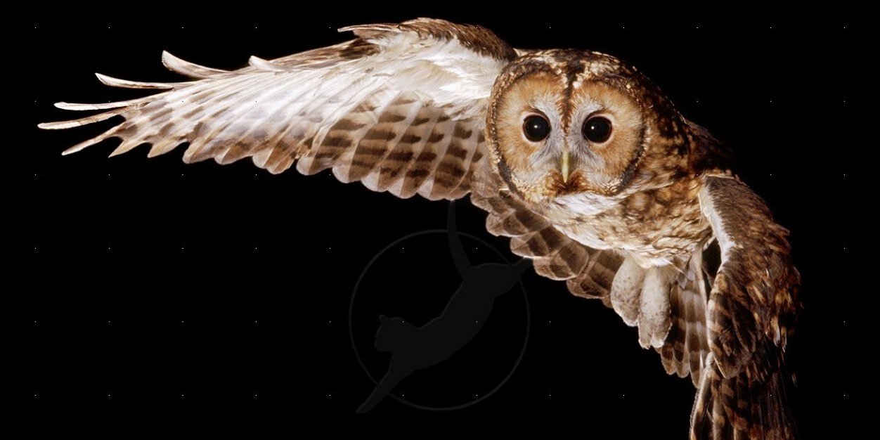 UrosOwl's profile banner image