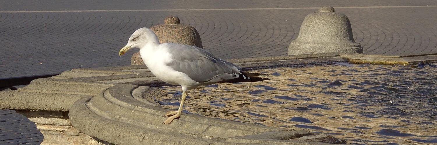 Bellfrell 🇦🇹 banner