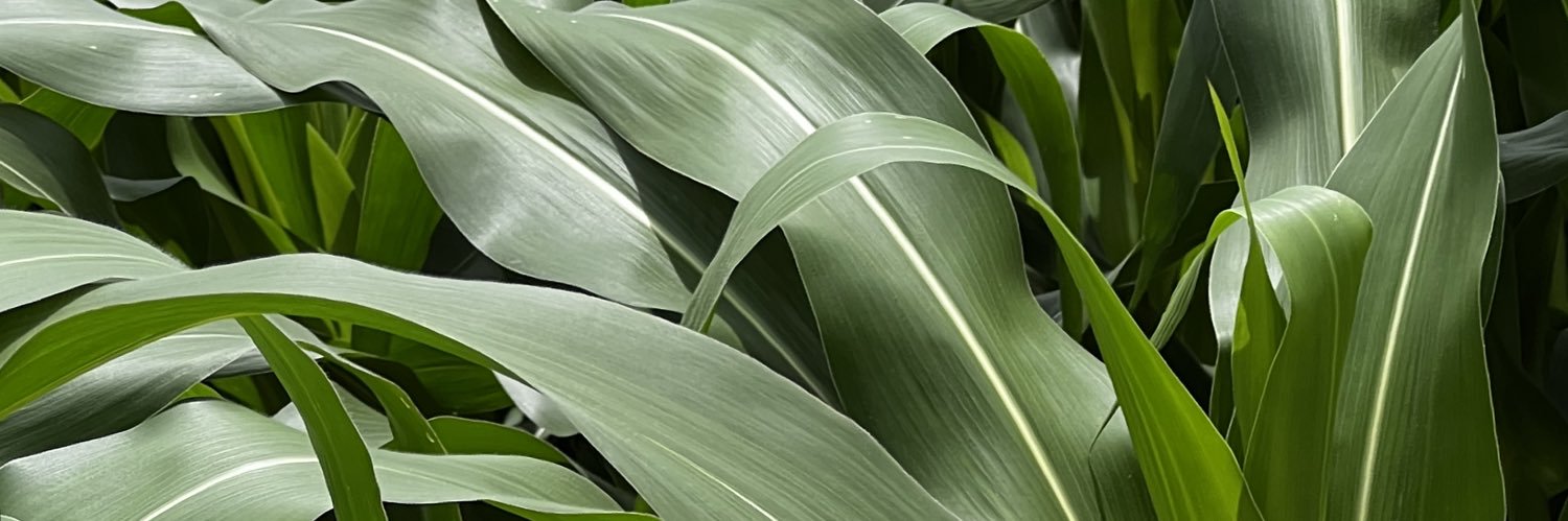 sithembileerika's profile banner image