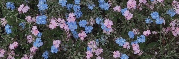 ﾐ ﾄﾞｩ 🪿💭 banner