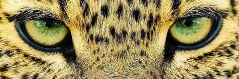 PASCALKWENA1's profile banner image