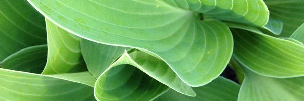 lauraspowage Profile Banner