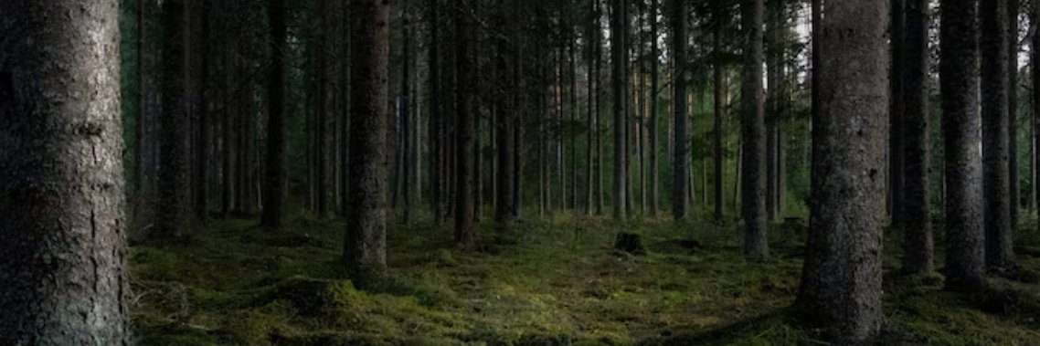 Jack banner